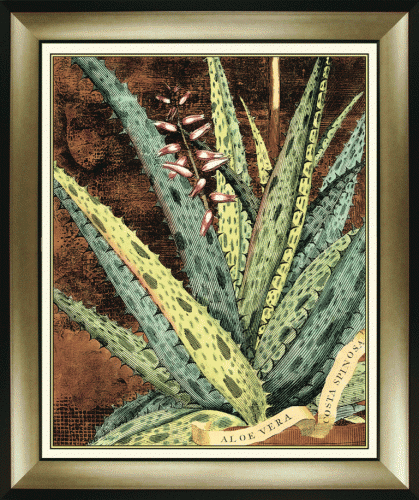 Graphic Aloe IV