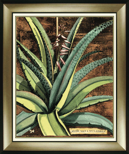 Graphic Aloe III