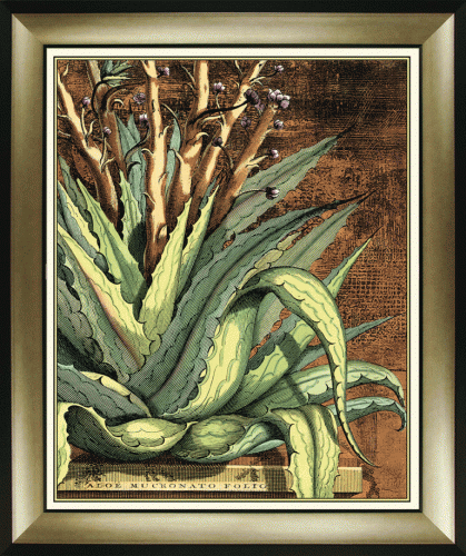 Graphic Aloe I